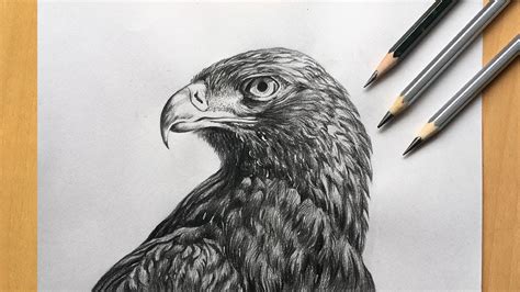 Eagle Pencil Sketch: Exploring the Art of Pencil Sketching