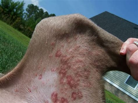 7 Common Bug Bites on Dogs and Cats | PetMD