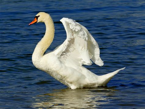 Free Images : nature, wing, white, river, beak, feather, birds, swan ...