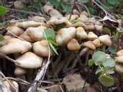 Mushrooms growing in planter pots! - Mushroom Hunting and Identification - Shroomery Message Board