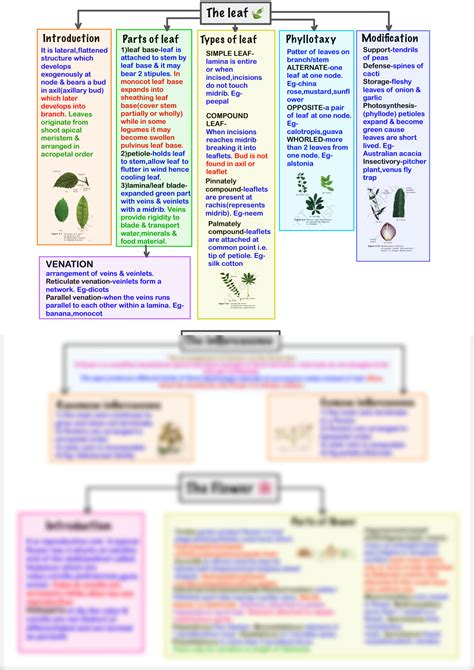 SOLUTION: Morphology of flowering plants mind map - Studypool