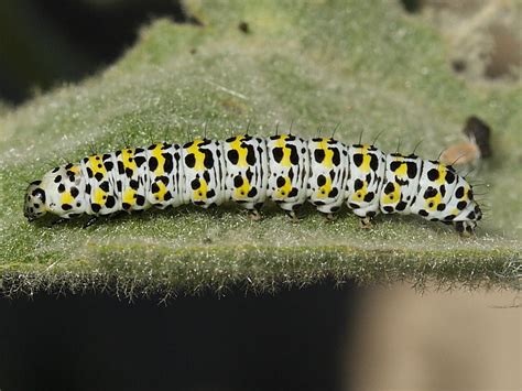 British caterpillars in Cornwall: The Mullein | Wildlife Insight