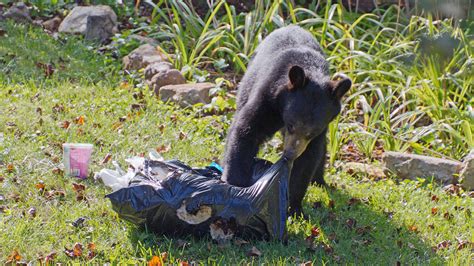 Changing people’s behavior can make bear life better