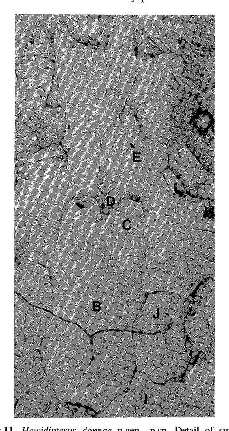 Figure 12-19 from Cranial anatomy of two new Late Devonian lungfishes (Pisces: Dipnoi) from ...