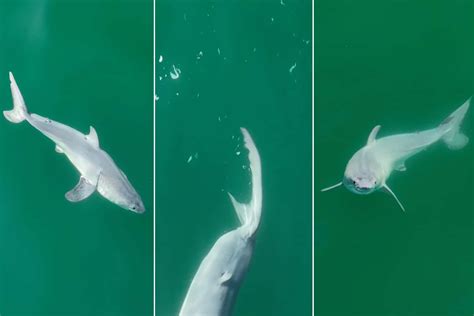 We've never seen a picture of a baby great white shark — until now