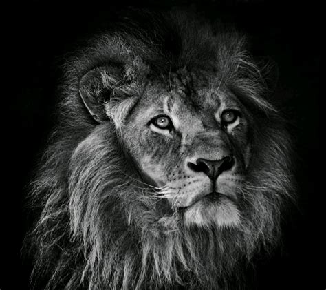 White Lion Roar Wallpaper