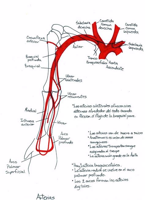 Arteries of the Upper Limb by KinashaK on DeviantArt