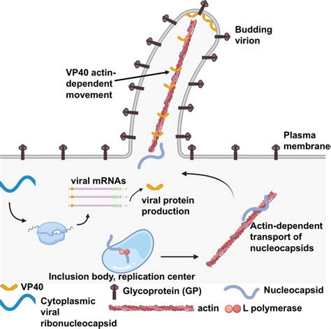 Schematic of Ebola virus replication and budding. Ebola virus (EBOV ...