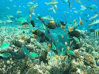 BALI SNORKELING AND LEMBONGAN ISLANDS TOUR | SNORKELING AT LEMBONGAN AND ISLANDS TOUR