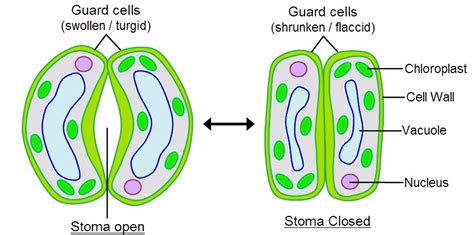 Guard Cell Diagram - CBSE Class Notes Online - Classnotes123