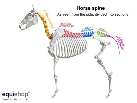 Horse anatomy - diagrams of horse body parts - EQUISHOP Equestrian Shop