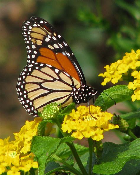 Monarch in the lantana | Lantana, Flying flowers, Butterfly bush