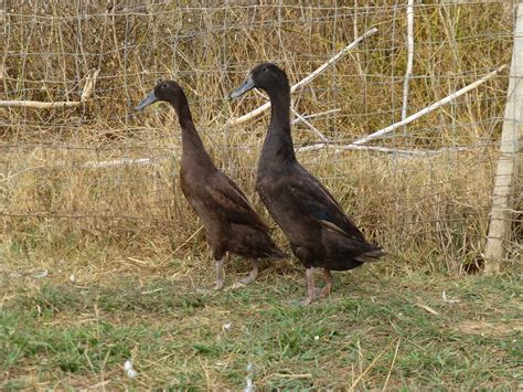 Metzer Farms Duck and Goose Blog: Indian Runner Ducks