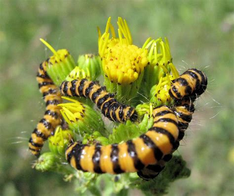 Caterpillars of the Cinnabar Moth © Jonathan Kington :: Geograph ...