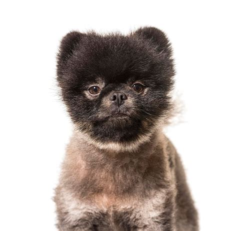 Premium Photo | Portrait brown and black spitz dog isolated