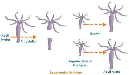 Fragmentation- Fragmentation in Animals and in Plants