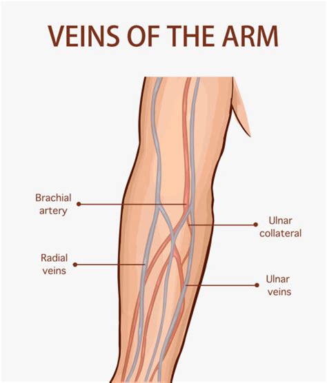 4,300+ Vertical Vein Stock Illustrations, Royalty-Free Vector Graphics ...