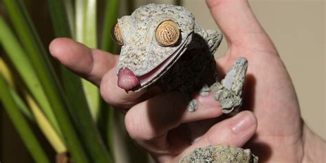 Giant leaf-tailed gecko | Smithsonian's National Zoo and Conservation ...