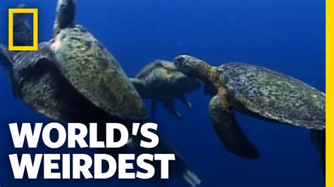 Sea Turtle Mating Melee | World's Weirdest - YouTube