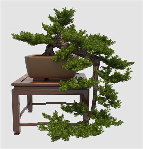 13 Types of Bonsai Trees (by Style and Shape Plus Pictures)