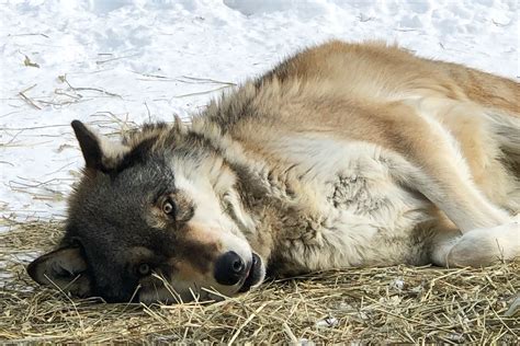 Reasons to Love Minnesota No. 22: International Wolf Center