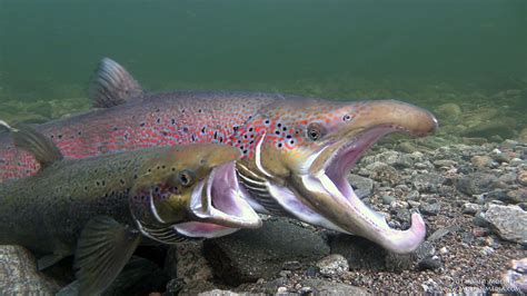 Salmon spawn in Lærdal River | MollanMedia