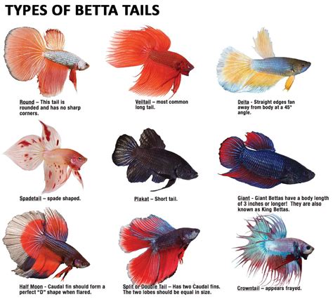 Types of Beta Fish Tails : r/Infographics