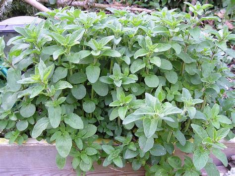 Origanum vulgare (Oregano) | North Carolina Extension Gardener Plant ...