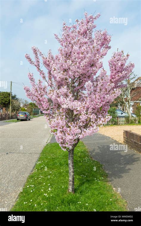 Kleiner Baum mit rosa Blüten in einer Wohnstraße im Frühjahr in England ...