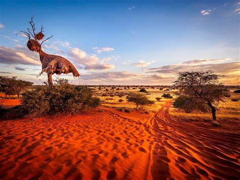 Animals Of The Kalahari Desert - WorldAtlas