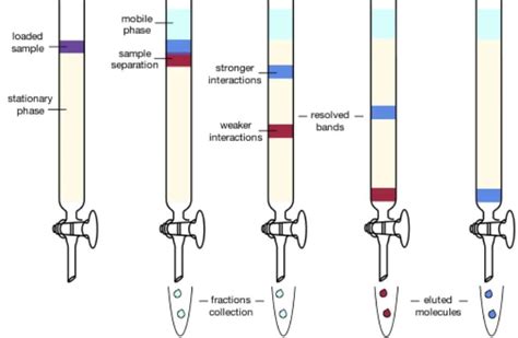 chromatography - How are separated and purified substances obtained ...