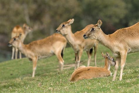 Nile Lechwe | San Diego Zoo Animals & Plants