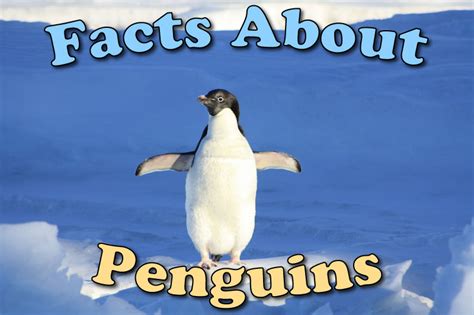 Penguins Animal Facts Penguin Facts Wtf Fun Facts