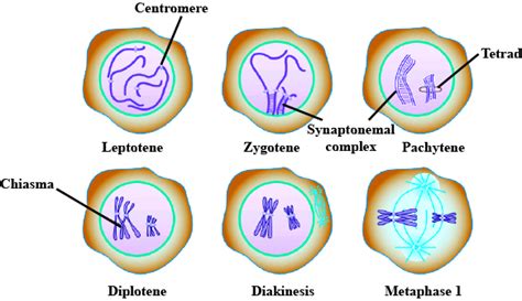 What are the various stages of meiotic prophase-I? Enumerate the chromosomal events during each ...