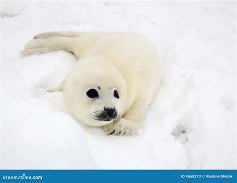 Baby Harp Seal Pup Stock Photos - Image: 4668213