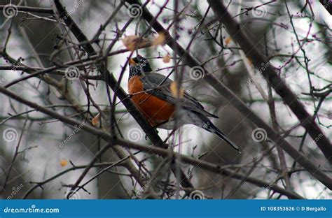 American Robin in Tree during Cold Winter Stock Photo - Image of ...