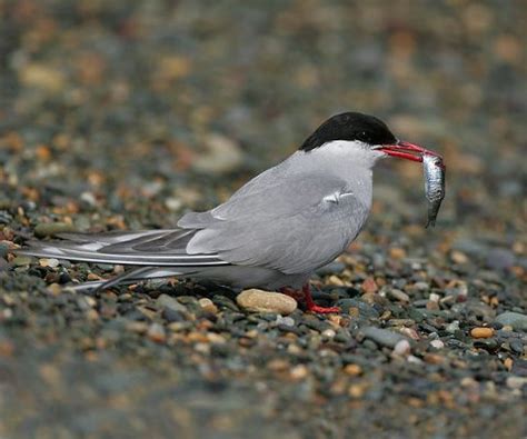 Arctic Tern Facts | Anatomy, Diet, Habitat, Behavior - Animals Time