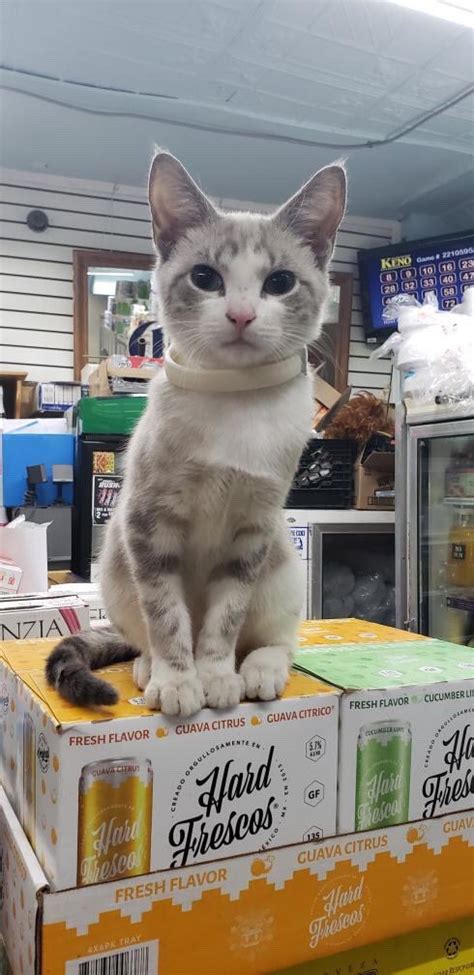 This Twitter Account Collects Photos Of Cats In Small Shops Looking Like They Own The Place ...