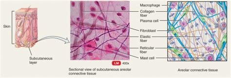 Diagram Of Areolar Tissue