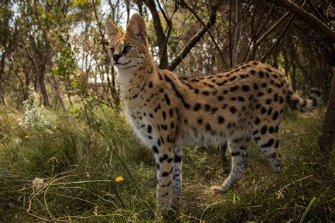 Serval Facts Information