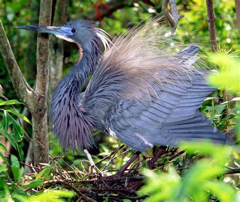 Tricolor Heron threat display - Stock Image - C003/7971 - Science Photo Library