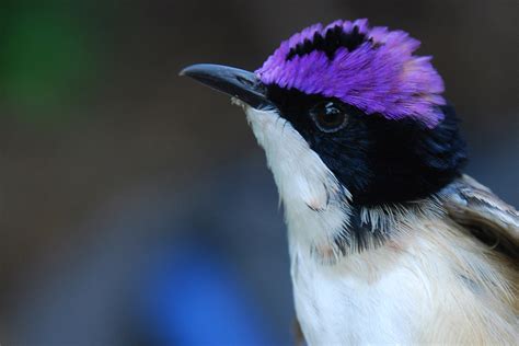 PURPLE-CROWNED FAIRYWREN - ANiMOZ - Fight for Survival