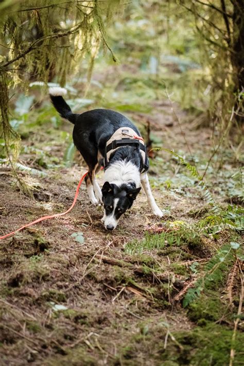 Truffle Hunting with Dogs: Full Course | Wagnificent K9 Online