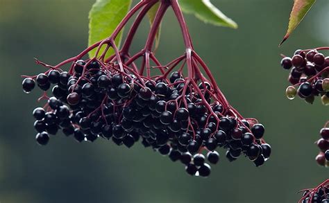 Amazon.com : Gaea's Blessing Seeds - Elderberry Seeds - American Black ...