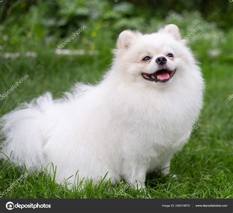 Cute White Pomeranian