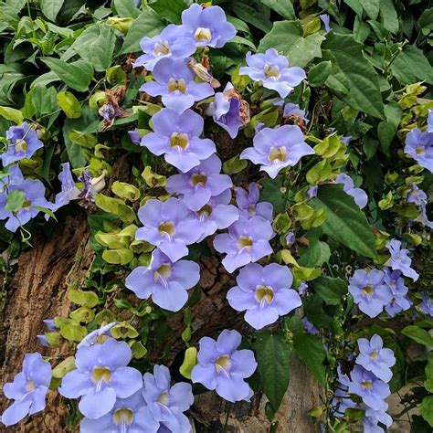 thunbergia grandiflora ~ sky vine Hanging Gardens, Garden Plants, Vines, Tropical, Sky, Sunset ...