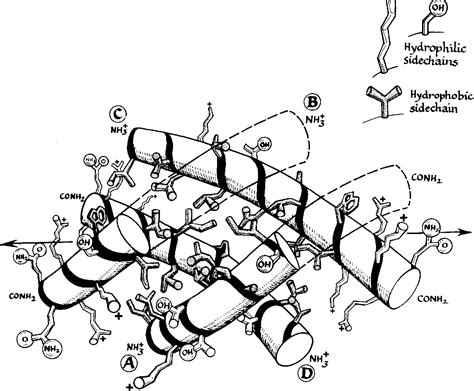 Figure 1 from The Structure of Melittin 11 . INTERPRETATION OF THE ...