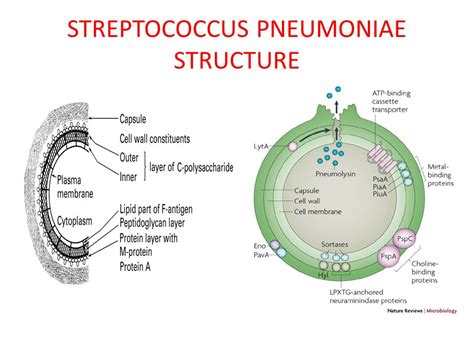 Streptococcus Pneumoniae Structure