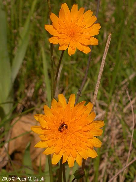 Krigia biflora (Two-flowered Cynthia): Minnesota Wildflowers