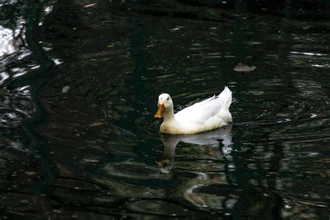 A white duck - PixaHive